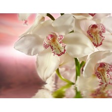 Соблазнительная Орхидея (Франция)  косметическая отдушка